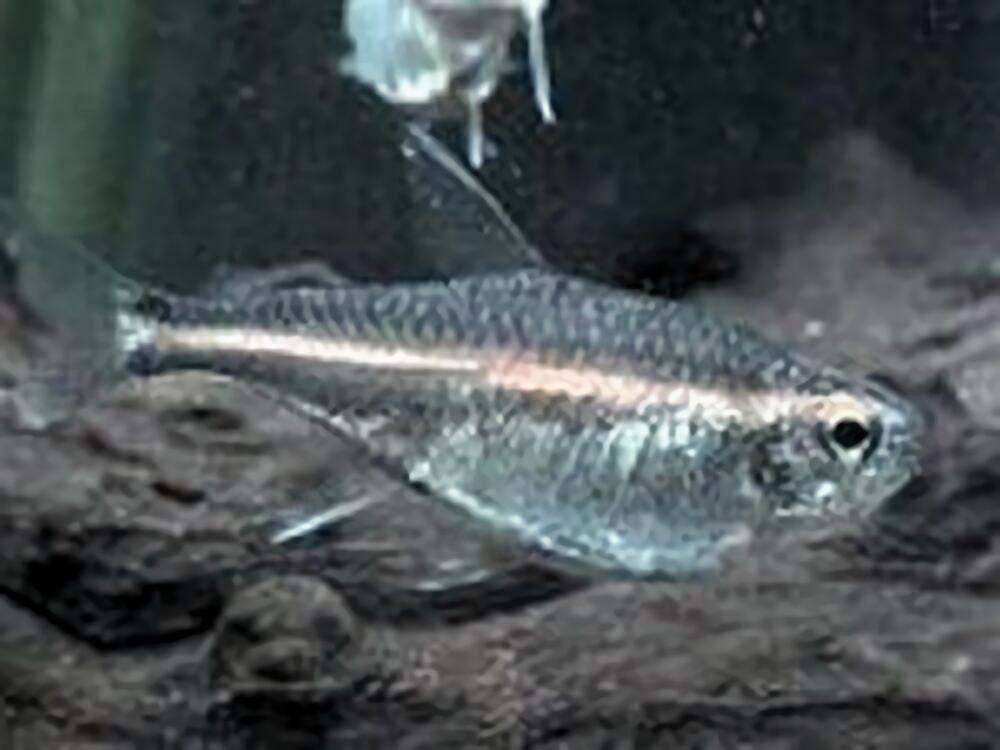 银燕子灯鱼身份信息