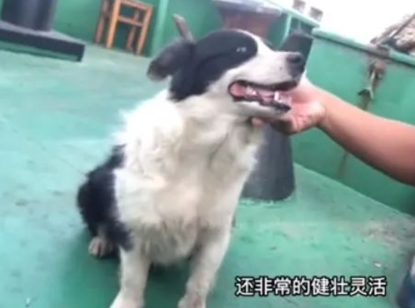 戒色博主晒18岁边牧,说它长寿是没见过母狗!网友破防:难怪我能活到20岁...