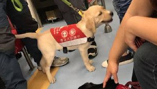 搭乘火车巧遇萌拉拉军团 网友赞:工作犬真伟大