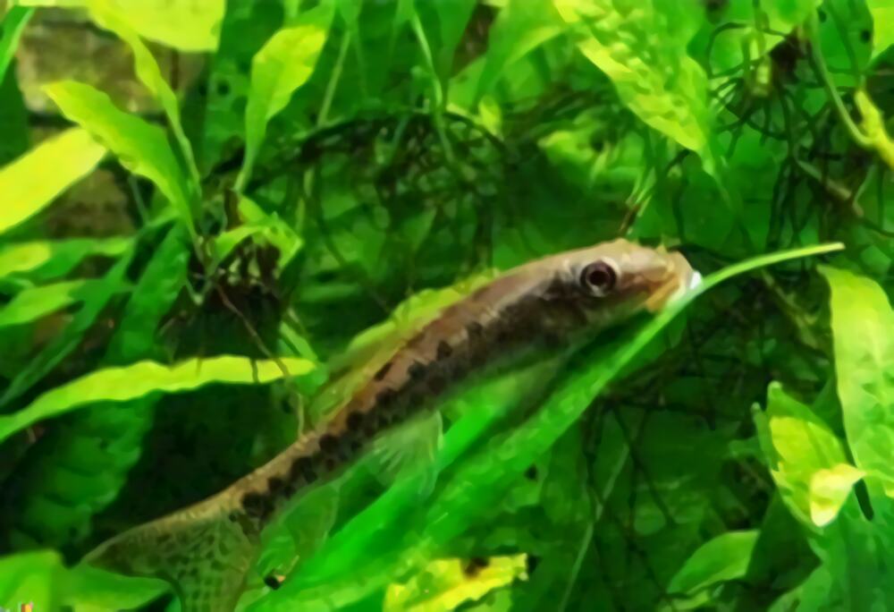 小精灵鱼身份信息