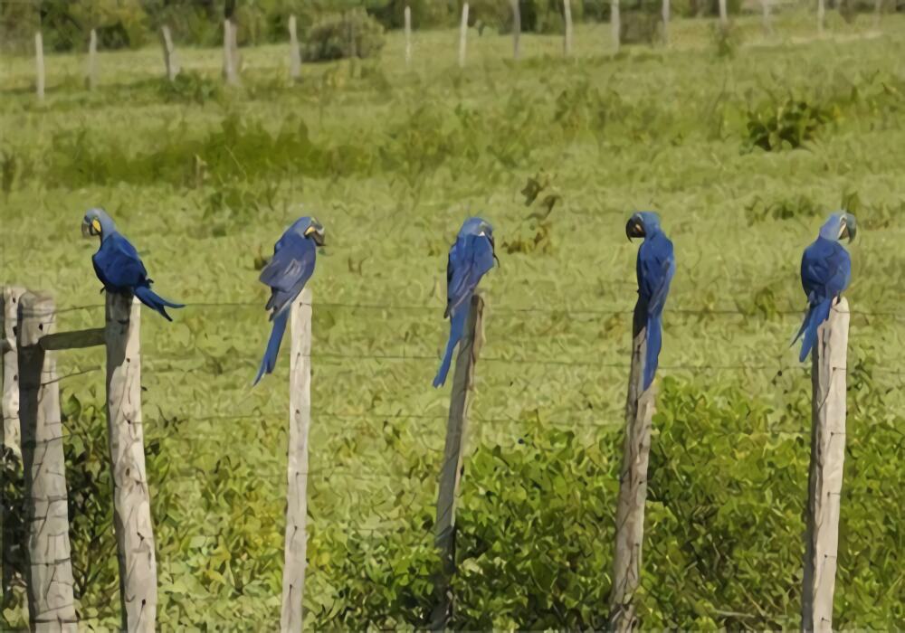 紫蓝金刚鹦鹉身份信息