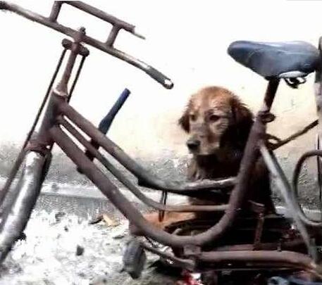 主人参加高考，把狗子交给乡下奶奶养