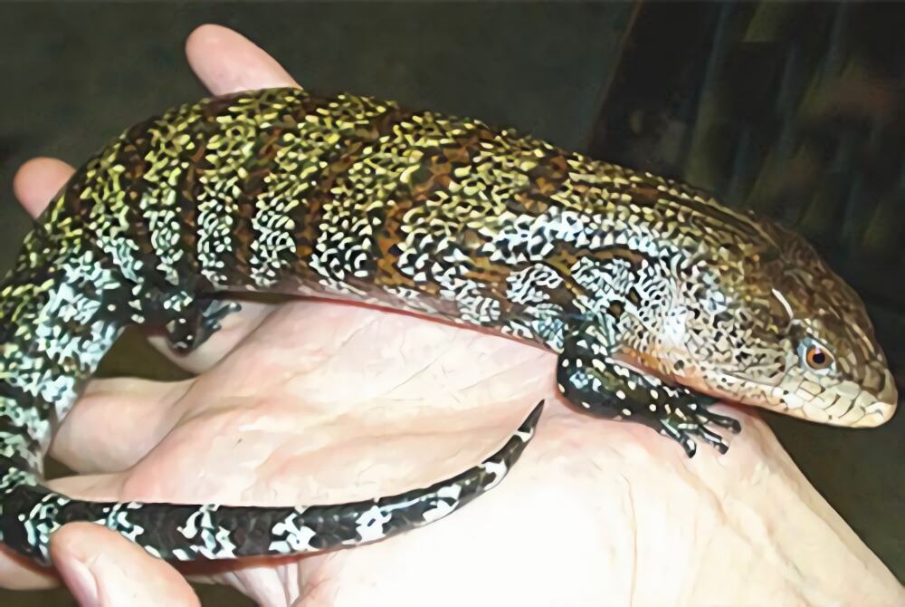 斑点蓝舌蜥身份信息