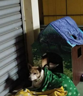 狗狗遭弃想追回主人却被撞成跛脚,如今有阴影