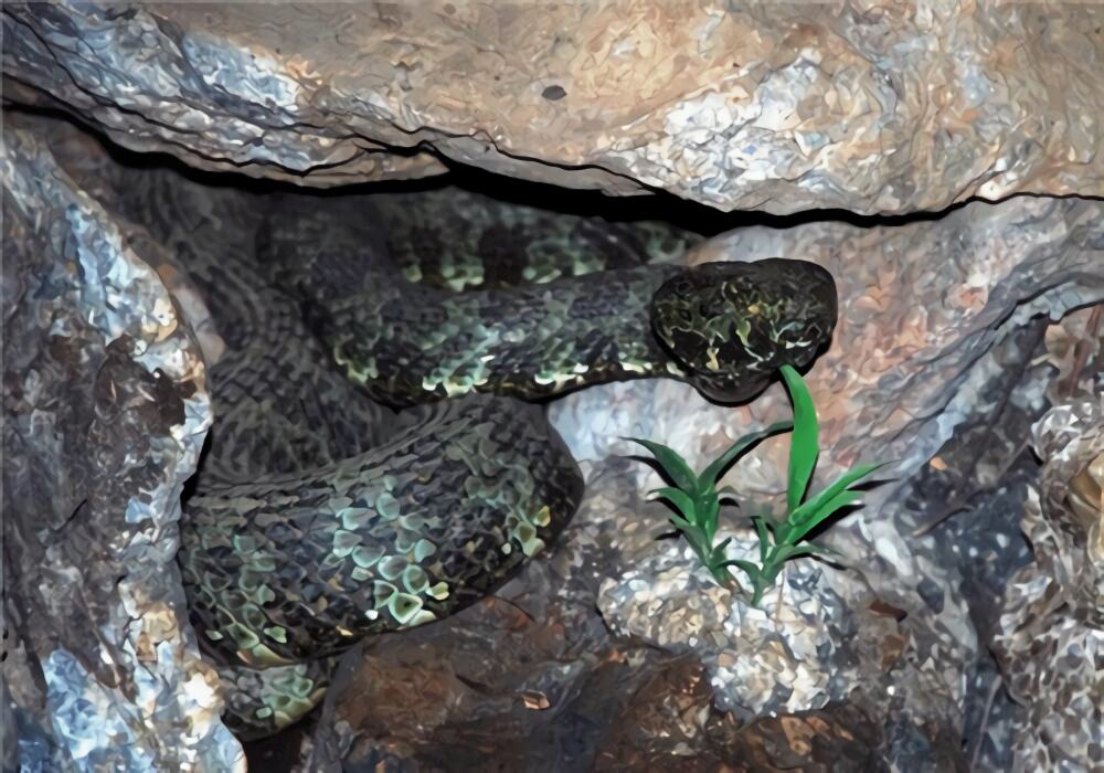 莽山烙铁头蛇身份信息