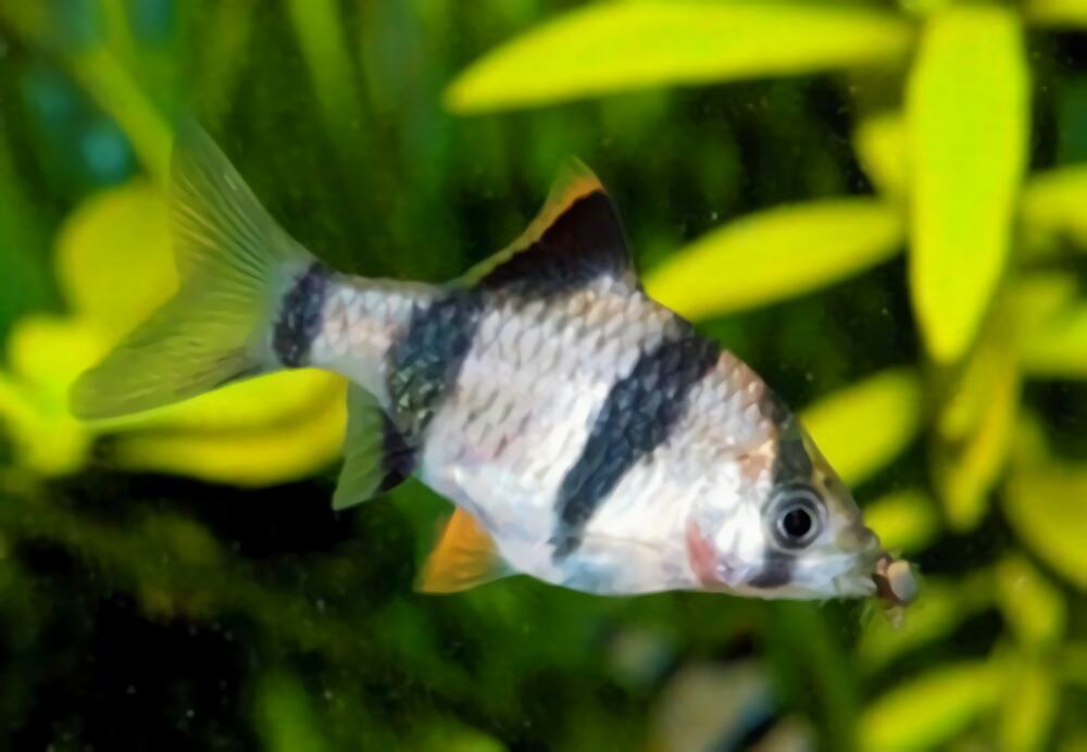 虎皮鱼身份信息