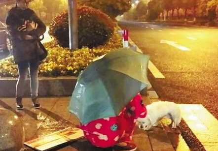 狗狗不吃不喝在风雨中等候抛弃它的主人