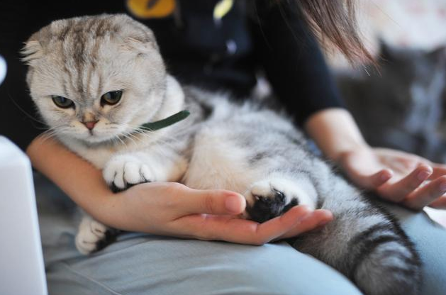 男子暂时收养流浪橘猫,不料橘猫成功讨好家里猫狗:留下它