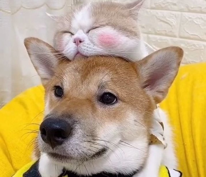 这家狗狗真辛苦!每天除了带宝宝,还要负责哄猫咪!