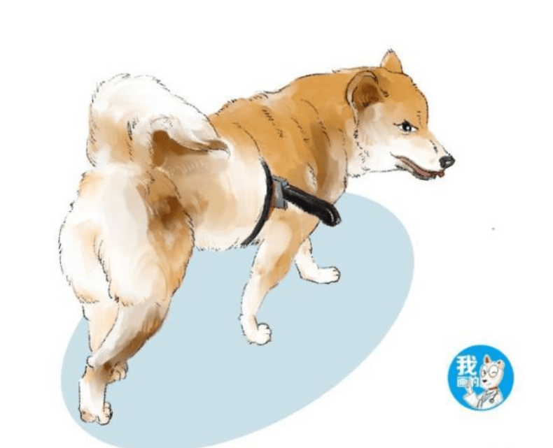 柴犬身上插着把刀流着血,路人想去救助,蹲下瞧了一眼却默默走了