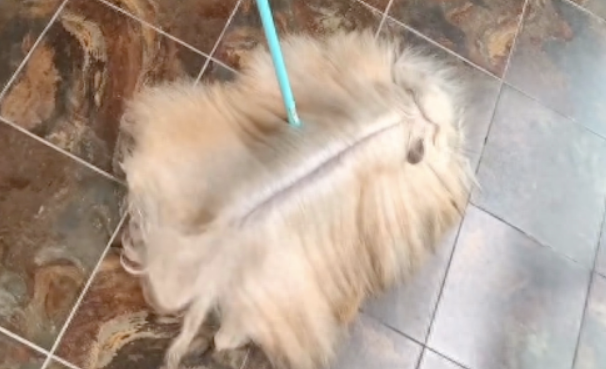 一只长发飘飘的狗狗,还以为我是起猛了,拖把都会摇尾巴了呢!