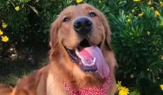 滨州:金毛狗被活活热死,动物医院称自己没过错.....