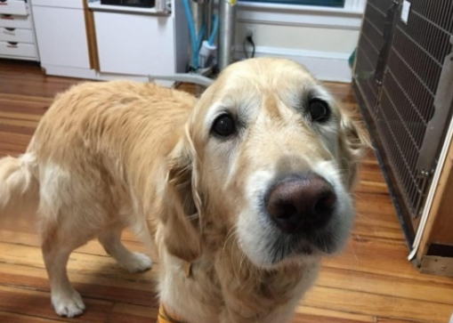 导盲犬舍生维护主人,受伤后保持微笑,还一直摇尾巴表达自身没事儿