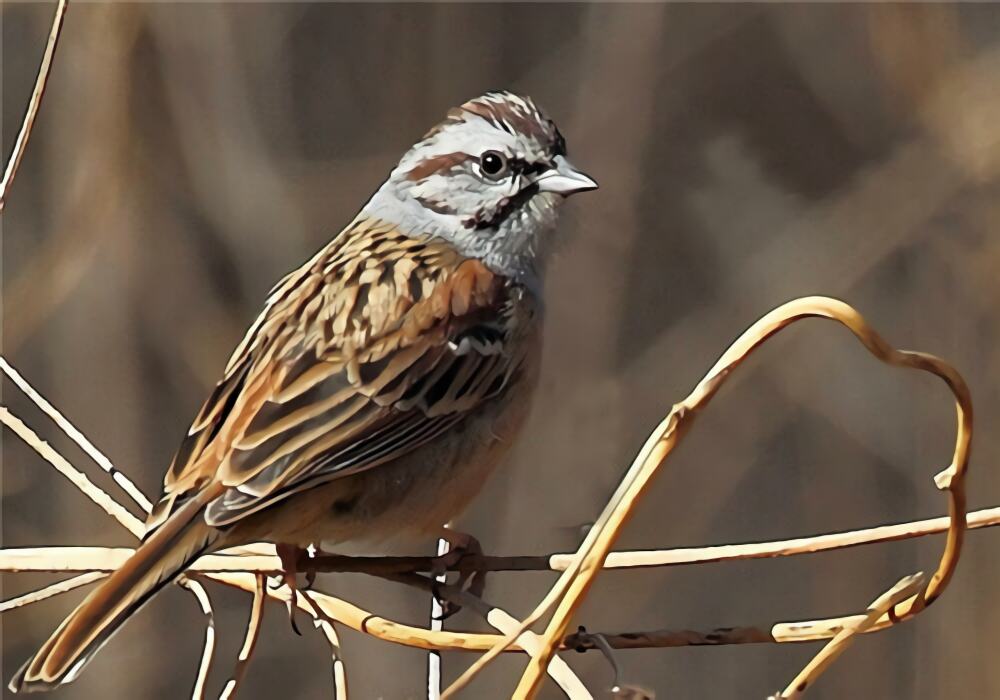 三道眉草鸟身份信息