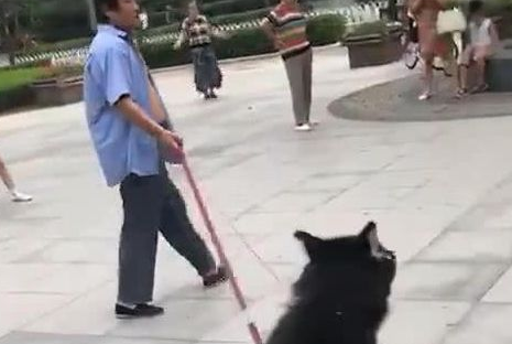 哈士奇喜爱滑滑板,主人家就牵着滑板遛二哈,这遛狗方法真时尚