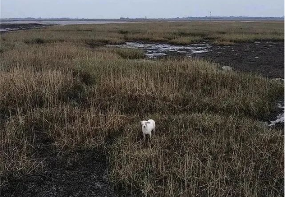 宠物狗被困泥潭，救援队用无人机挂香肠，愣是把它“钓”出来了