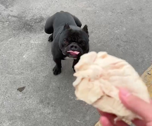 主人扔鸡肉给狗,正好扔在了它的身下,它却半天没找到