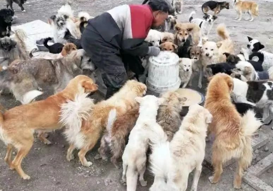 新疆城郊4000余流浪狗,饥辘枵肠,临冬发出紧急求援!