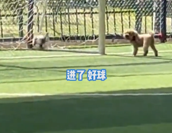 天赋异禀,小狗看了几场球赛之后便学会盘带射门
