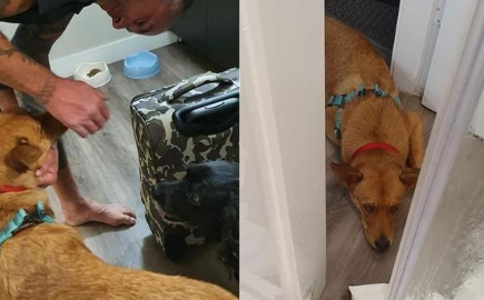 狗狗知道要被送走领养,却一直闹脾气!救助人也万般不舍