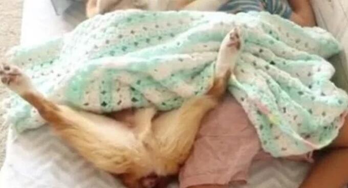 当妈妈推开门看到惊人一幕:狗狗居然钻进宝宝的被窝