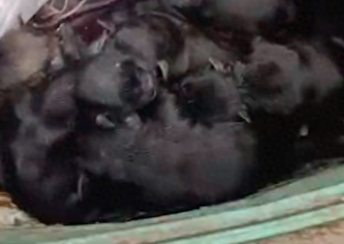 一堆刚出生小狗被扔垃圾桶，男子带回家给它们找奶妈，全都活下来