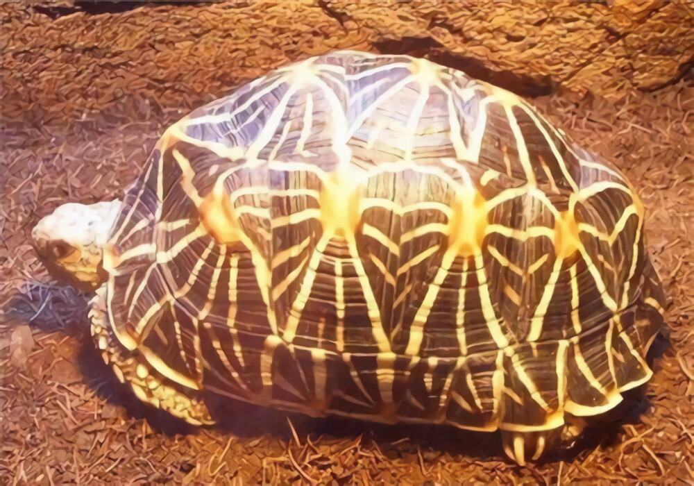 印度星龟身份信息