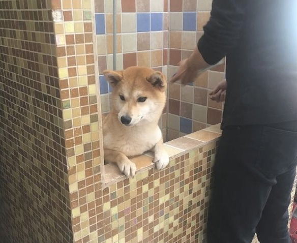 柴犬在冼澡以前,主人还去给它做观念提前准备,狗:乘飞机讹一下主人!