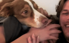 看到主人在游戏里撸狗，狗子气炸直接开骂，这是连电子醋都吃？