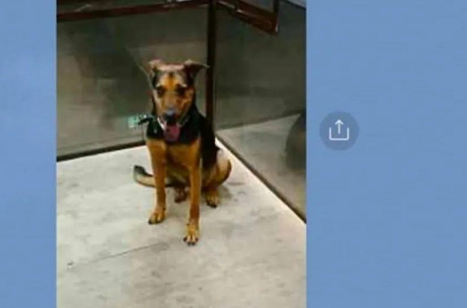 女子夜间在公园遛狗,却和爱犬走失,它却认路自己搭电梯回家