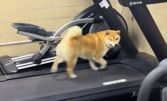 柴犬会在跑步机上跑步锻炼。网友:狗都比我自律