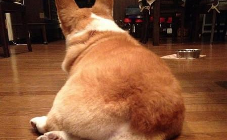 无尾柯基犬很可爱?其实它想吐槽你很久了
