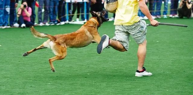 两劫匪夜里打劫加油站,英勇狗狗奋不顾身赶走劫匪,被赞忠犬