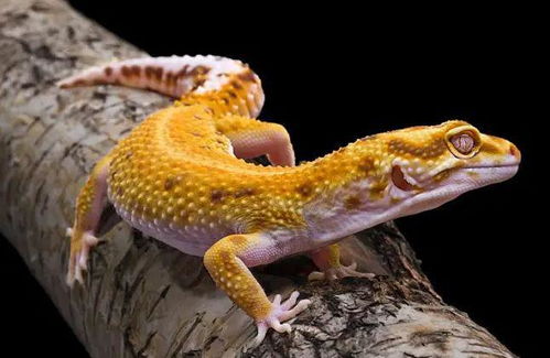 get_img-157 get_img-157