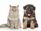 马耳他犬品种介绍:忠诚、优雅与家庭的完美伙伴
