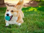 英国斗牛犬品种介绍:独特魅力与忠诚伙伴