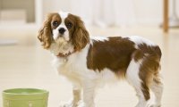 纽芬兰犬品种介绍