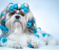 阿拉斯加雪橇犬：冰原上的王者，家庭中的温暖伙伴