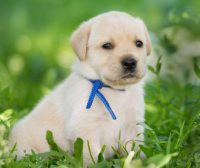 狂野之子：寻血猎犬的独特魅力