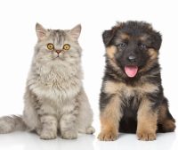 马耳他犬品种介绍：忠诚、优雅与家庭的完美伙伴