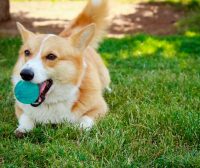 英国斗牛犬品种介绍：独特魅力与忠诚伙伴