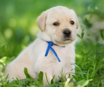 狂野之子：寻血猎犬的独特魅力