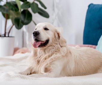 阿富汗猎犬：优雅与勇敢的完美结合