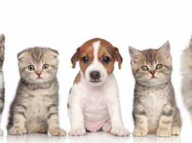 萨摩耶犬品种介绍：可爱因子与聪明才智的完美结合