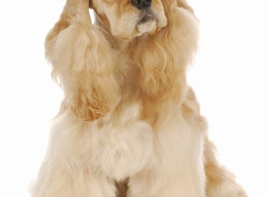 法国狼犬：优雅与活力并存的完美宠物