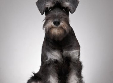 澳大利亚牧牛犬品种介绍