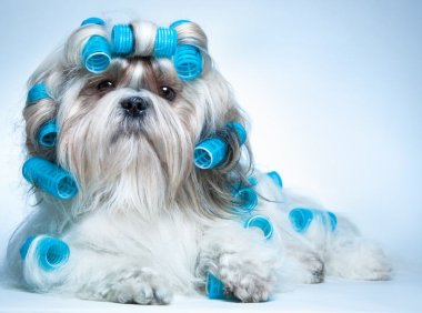 狼青犬品种介绍：忠诚与力量的完美结合