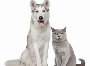 澳大利亚牧羊犬：温柔与智慧的完美结合