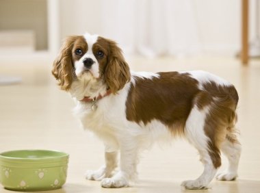 纽芬兰犬品种介绍
