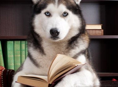 罗威纳犬品种介绍：忠诚与力量的完美结合